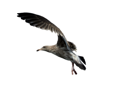 Seagull Cut Out PNG Images