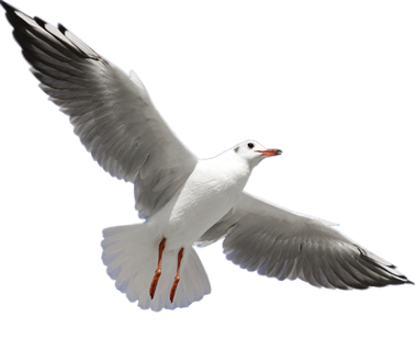 Seagull PNG Icon PNG Images