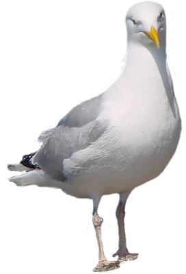 Seagull HD Image PNG Images