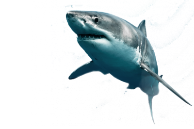 Floating Blue Shark Free Png Photos PNG Images