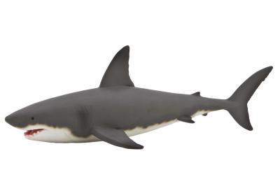 Small Cute Shark Backgrounds Images Download PNG Images