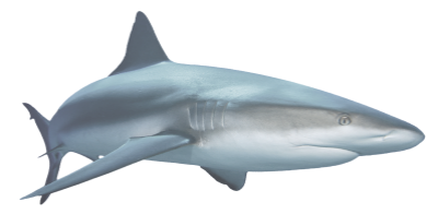 Blue Shark Images Clipart Hd, Fish PNG Images