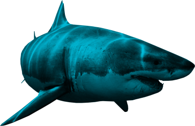 View From Right Green Shark Picture Png Transparent, Fish PNG Images