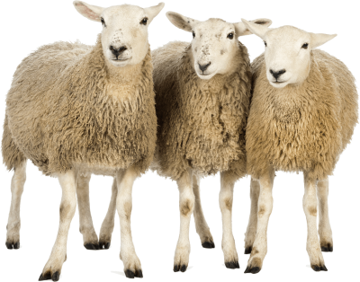 Sheep Simple PNG Images