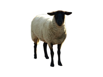 Sheep Transparent PNG Images