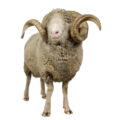 Sheep Icon Clipart PNG Images