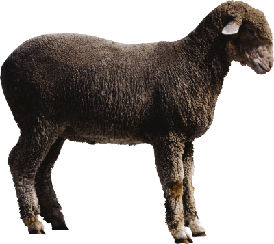 Sheep Vector PNG Images