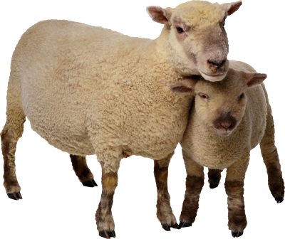 Sheep Free Cut Out PNG Images