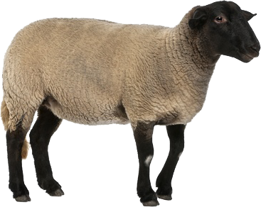 Sheep High Quality PNG PNG Images