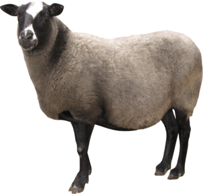 Sheep Transparent Image PNG Images