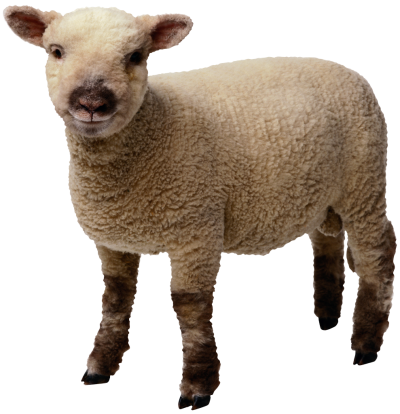 Sheep Free Download PNG Images