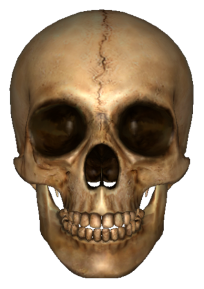 Skeleton Head Photos PNG Images