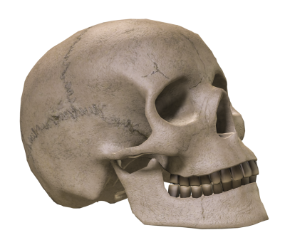 Skeleton Head Transparent PNG Images