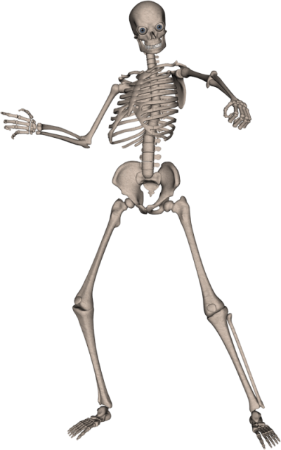 Skeleton Transparent Background PNG Images