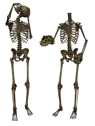 Download Skeleton PNG Images