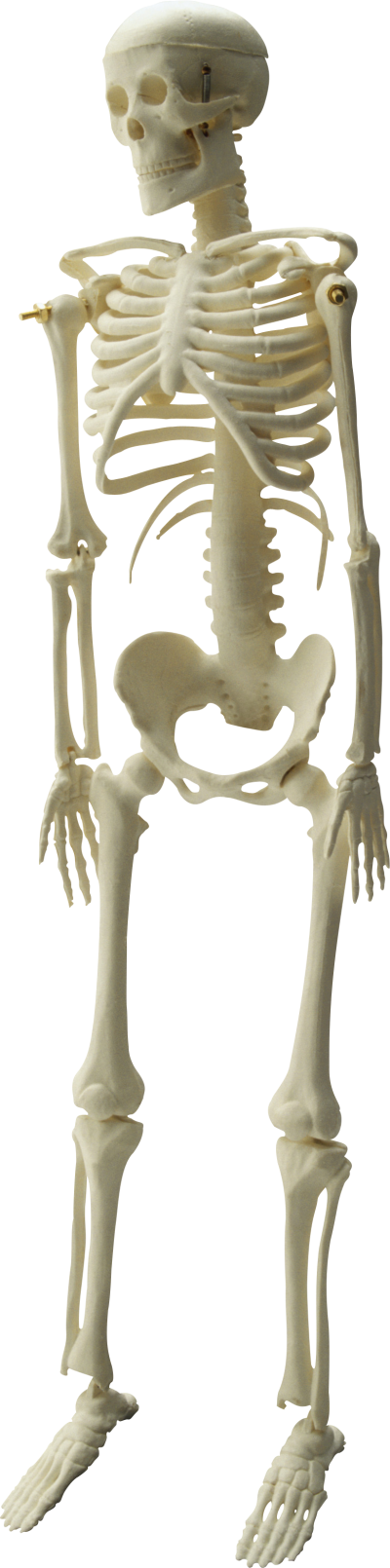 Skeleton Hd Photo PNG Images