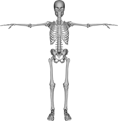 Skeleton Background Png PNG Images