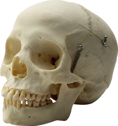 Skull Free Download PNG Images