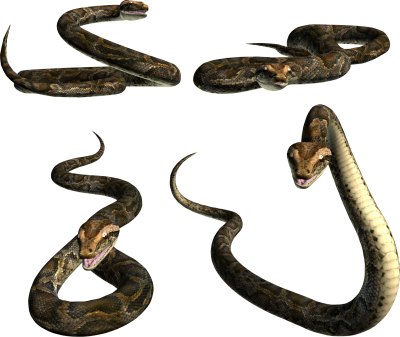 Snake Simple PNG Images