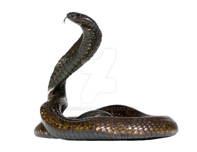 Snake picture cobra png