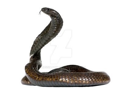 Tropical Forest, River, Anacondas Sound Picture, Black Snake Body Png ...