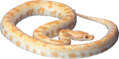 Snake Hd Photo 13 PNG Images