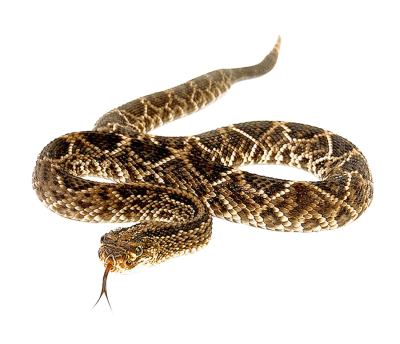 Snake Simple 15 PNG Images