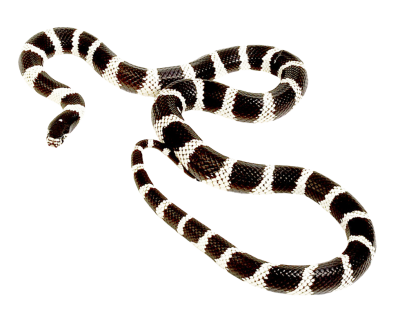 Snake Free Download Transparent PNG Images