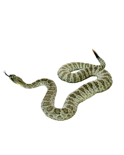 Snake Icon PNG Images