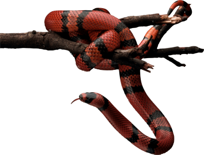 Snake Free Download PNG Images