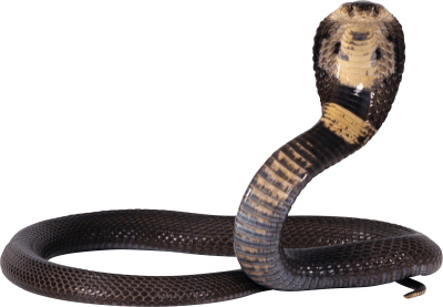 Snake icon clipart cobra png