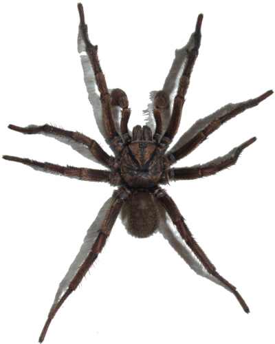 Spider cut out png file brown trapdoor spider, background