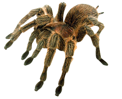 Aggressive, Brown, Spider, Spider Web PNG Images