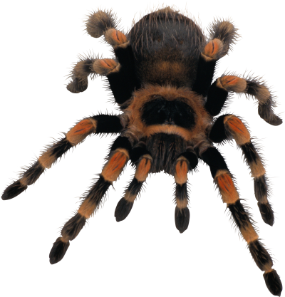 Spider png tarantula invertebrate arachnid image