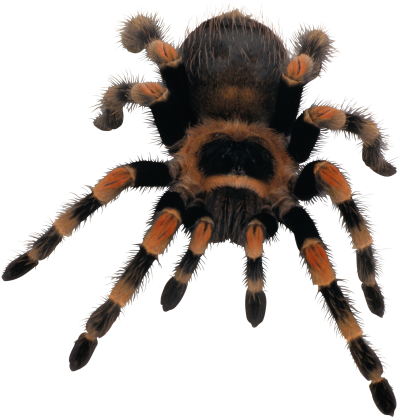 Spider Png Tarantula Spider Invertebrate Arachnid PNG Images