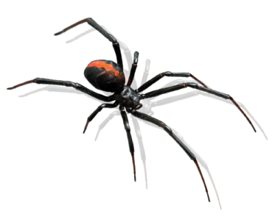 Spider Free, Png Images, Animal PNG Images