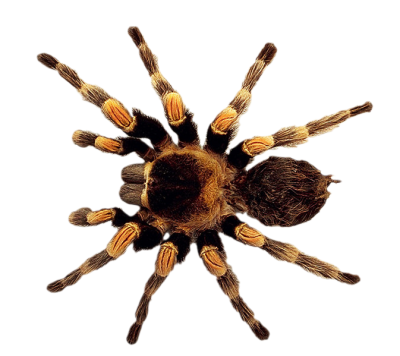 Hairy spider, top view images, download photo pictures png