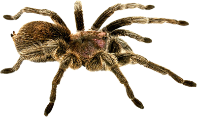 Photos Of Brown Spider PNG Images