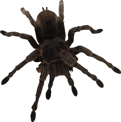 Big Dangerous Spider PNG Images