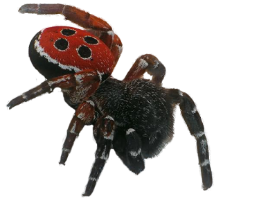 Red, Spotted, Hairy Spider PNG Images