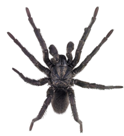 Black spider transparent images, download photo pictures png