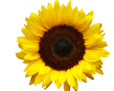 Big Sunflower Head Photos Transparent Png PNG Images