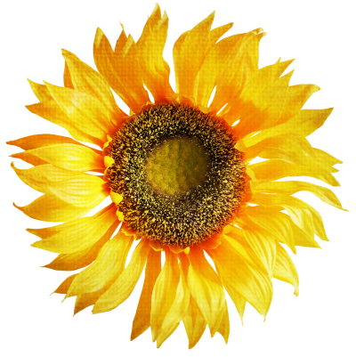 Sunflower PNG Vector Images with Transparent background - TransparentPNG