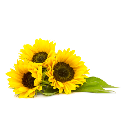 Organic Sunflower Oil Clipart Png Images PNG Images