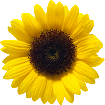 Download Download SUNFLOWERS Free PNG transparent image and clipart