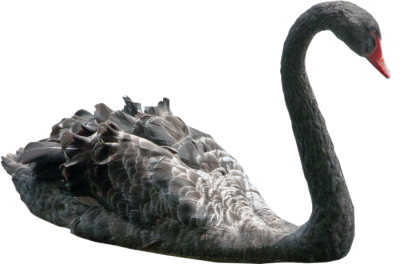 Dark Swan Png Transparent PNG Images