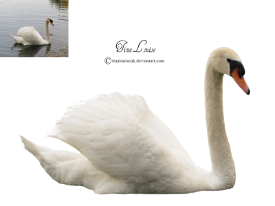 Natural Swan Png PNG Images