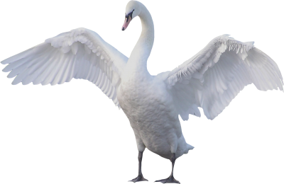 Swan Images PNG Images