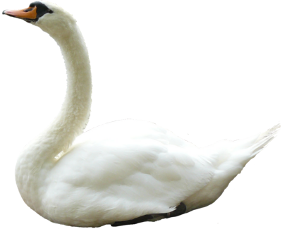 Swan Official Pictures PNG Images