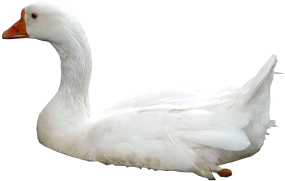 Swan Photo PNG Images